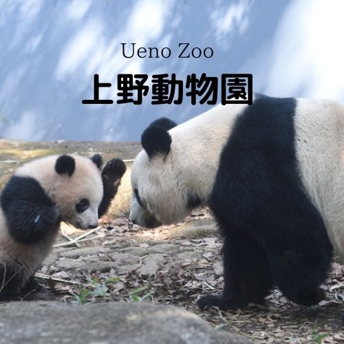 上野動物園ーueno Zooー우에노 동물원 教えて日本のことーdo You Know Japan