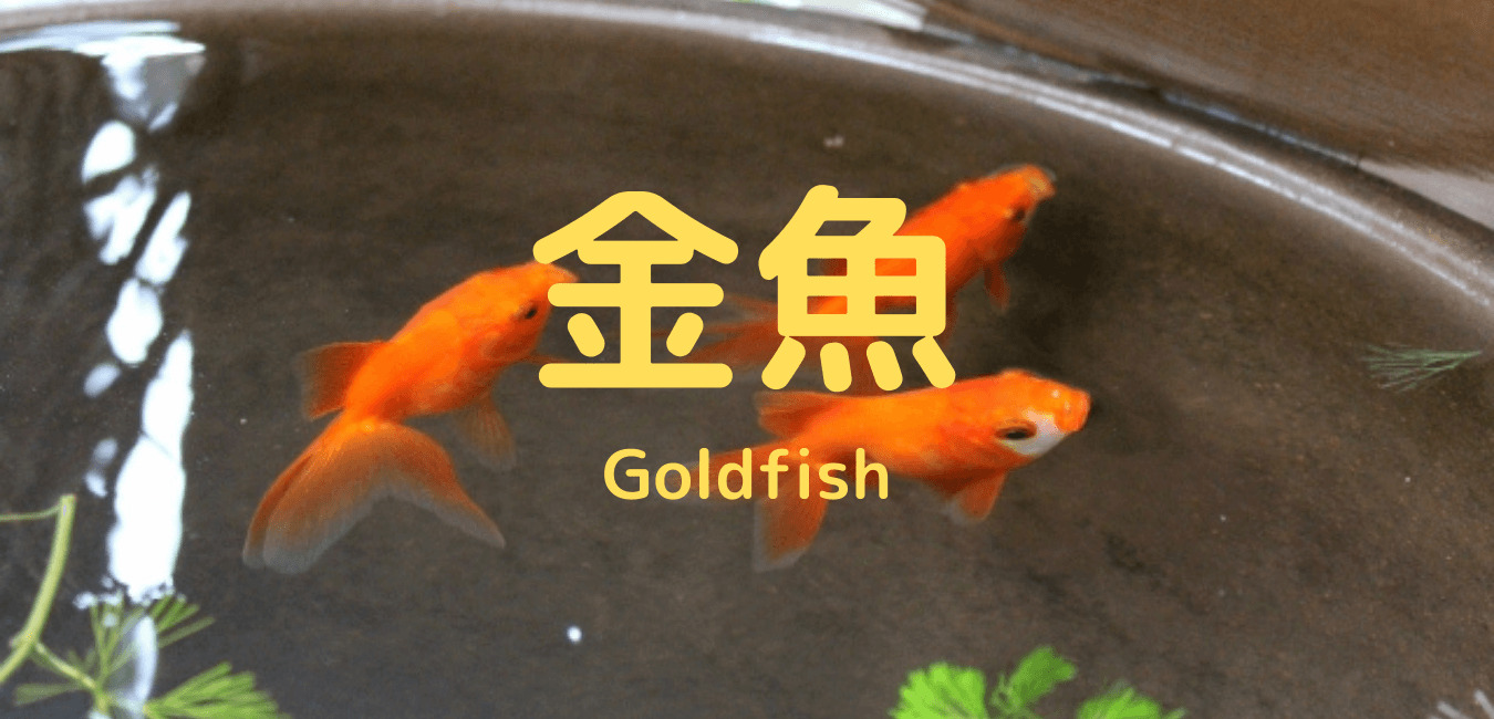 金魚 Goldfish ー금붕어 教えて日本のことーtell Me About Japan