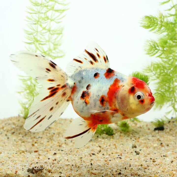 金魚 Goldfish ー금붕어 教えて日本のことーtell Me About Japan